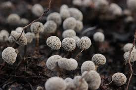 Attēlu rezultāti vaicājumam “Phleogena faginea stalked”