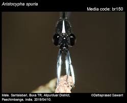 Attēlu rezultāti vaicājumam “Seligeria donniana sporophyte”