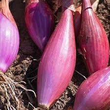 Afbeeldingsresultaat voor california wonder 300 sweet pepper