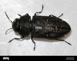 Attēlu rezultāti vaicājumam “Anthaxia quadripunctata”