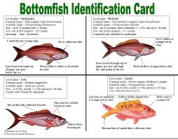 Image result for Hyporthodus quernus