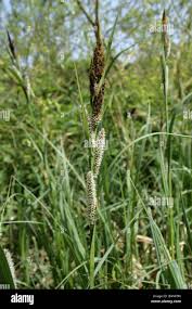 Attēlu rezultāti vaicājumam “Carex acutiformis flower”