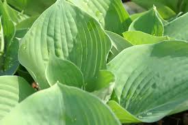 Image result for Hosta sieboldiana 'Elegans'