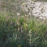 Attēlu rezultāti vaicājumam “Silene borysthenica”