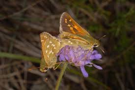 Attēlu rezultāti vaicājumam “Hesperia comma underside”