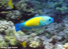Image result for Chlorurus sordidus