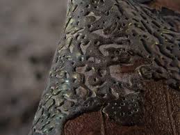 Attēlu rezultāti vaicājumam “Didymium serpula spores”