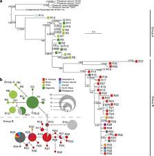 Attēlu rezultāti vaicājumam “Badhamia melanospora spores”
