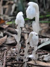 Image result for ギンリョウソウ