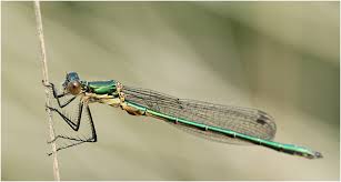 Attēlu rezultāti vaicājumam “Lestes dryas male”