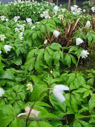 Attēlu rezultāti vaicājumam “Anemone sylvestris leaf”