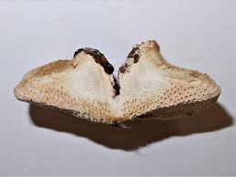 Attēlu rezultāti vaicājumam “Coriolopsis trogii”