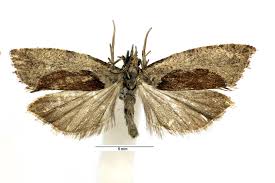 Attēlu rezultāti vaicājumam “Epinotia sordidana”