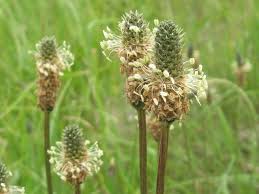 Attēlu rezultāti vaicājumam “Plantago lanceolata”
