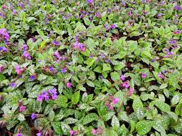 Attēlu rezultāti vaicājumam “Pulmonaria obscura leaf”