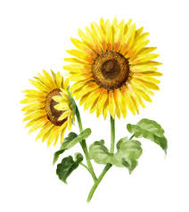 Image result for Sonnenblume