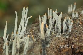 Attēlu rezultāti vaicājumam “Xylaria longipes”