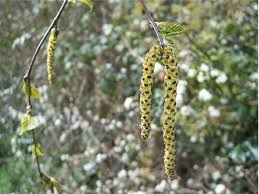 Attēlu rezultāti vaicājumam “Betula pendula flower”