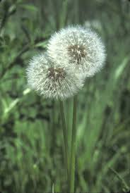 Attēlu rezultāti vaicājumam “Taraxacum officinale aggr.”