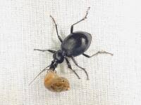 Attēlu rezultāti vaicājumam “Cychrus caraboides”