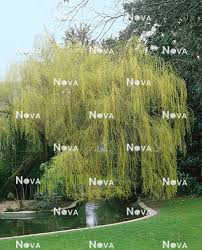 Attēlu rezultāti vaicājumam “Salix x sepulcralis”