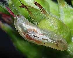 Attēlu rezultāti vaicājumam “Thecabius affinis nymph”