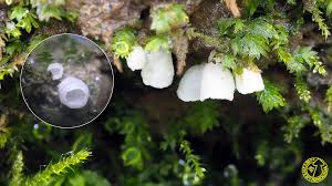 Attēlu rezultāti vaicājumam “Rimbachia neckerae”