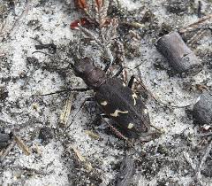 Attēlu rezultāti vaicājumam “Cicindela sylvatica imago”