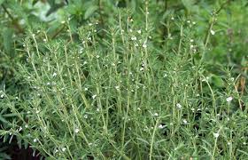 Image result for Bohnenkraut