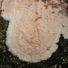 Attēlu rezultāti vaicājumam “Phlebia serialis”