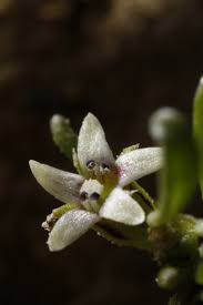 Attēlu rezultāti vaicājumam “Limosella aquatica”