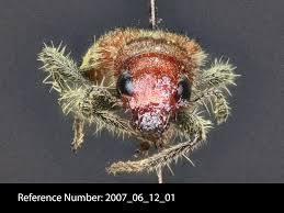 Attēlu rezultāti vaicājumam “Cleridae”