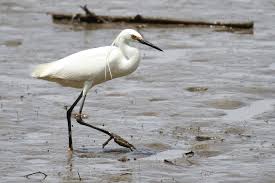 Image result for Egretta garzetta