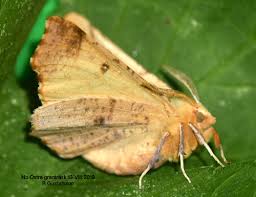 Attēlu rezultāti vaicājumam “Ennomos autumnaria male”