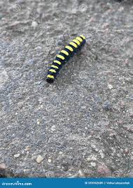 Attēlu rezultāti vaicājumam “Acronicta alni larva”