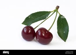 Attēlu rezultāti vaicājumam “Cerasus”