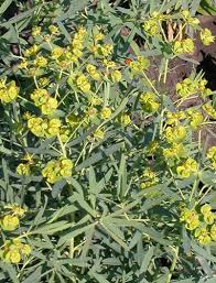Attēlu rezultāti vaicājumam “Euphorbia virgata flower”