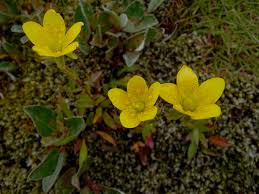 Attēlu rezultāti vaicājumam “Saxifraga hirculus”