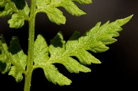 Attēlu rezultāti vaicājumam “Cystopteris fragilis”