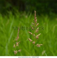 Attēlu rezultāti vaicājumam “Phalaroides arundinacea”