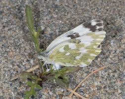 Attēlu rezultāti vaicājumam “Pontia edusa underside”