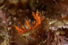 Attēlu rezultāti vaicājumam “Bitoma crenata imago”