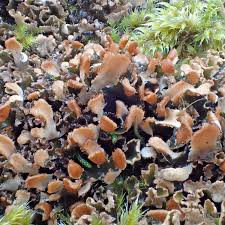 Attēlu rezultāti vaicājumam “Peltigera polydactylon”