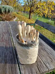 Attēlu rezultāti vaicājumam “Coprinus comatus”