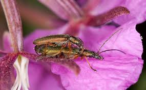 Attēlu rezultāti vaicājumam “Chrysanthia geniculata”