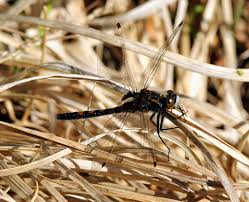 Attēlu rezultāti vaicājumam “Leucorrhinia rubicunda male”