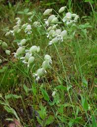 Image result for Silene vulgaris