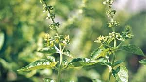 Attēlu rezultāti vaicājumam “Ocimum basilicum flower”