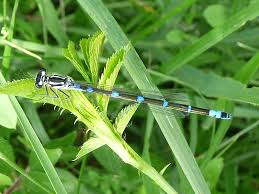 Attēlu rezultāti vaicājumam “Coenagrion pulchellum female”