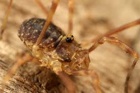 Attēlu rezultāti vaicājumam “Lophopilio palpinalis”